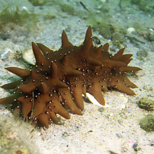 Трепанг (морской женьшень), экстракт трепанга, 100 мл.